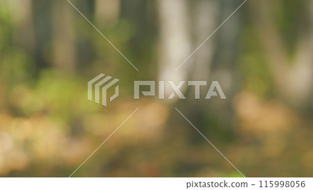 Beautiful sunbeams in magic autumn forest. Trees in forest in autumn on sunny day. Out of focus. Beautiful sunbeams in magic autumn forest. Trees in forest in autumn on sunny day. Out of focus. 115998056