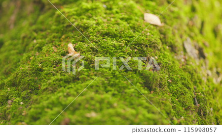 Beautiful green moss. Green moss on a tree trunk. Forest with woods in autumn. Tilt up. Beautiful green moss. Green moss on a tree trunk. Forest with woods in autumn. Tilt up. 115998057