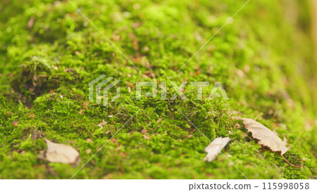 Beautiful background of moss. Green moss in forest on trunk of a tree. Tilt up. Beautiful background of moss. Green moss in forest on trunk of a tree. Tilt up. 115998058