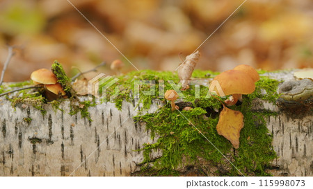 Group fungus in autumn forest with dried leaves leaves. Large group in autumn forest. Selective focus. 115998073