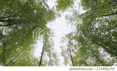 Yellow leaves of linden tree. Yellowed tops of autumn forest trees with autumn golden leaves. Low angle view. 115998150