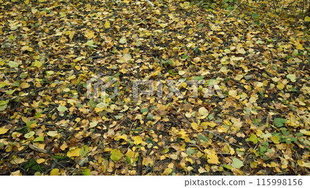 Green and orange autumn leaves background. Colorful backround of fallen autumn leaves. Static view. 115998156