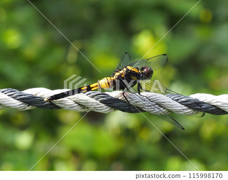 麥原蜻蜓（日本蜻蜓的雌性）棲息在花壇前的繩子上 115998170