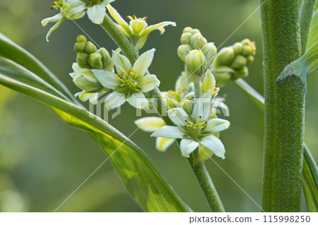 Veratrum 1 Veratrum 1 115998250