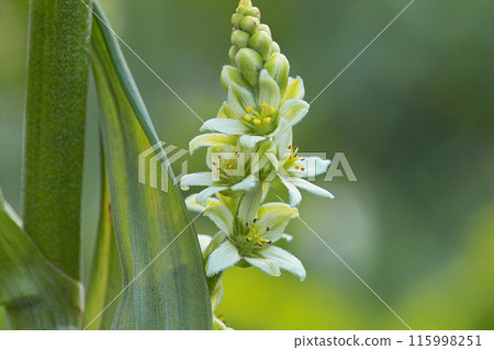 Veratrum 2 Veratrum 2 115998251