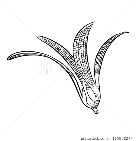 Hand drawn vector illustration of Dipterocarpus flower 115998274