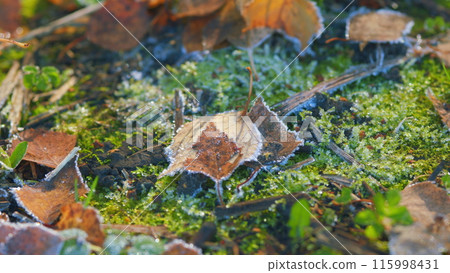 Background of autumn leaves in the frost. Texture of the leaves with frost. Pan. 115998431