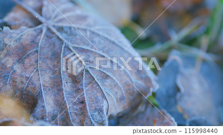 Autumn leaves covered with early morning frost. Autumn texture background. Rack focus. 115998440