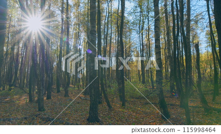 Autumn picturesque background. Calm fall autumn forest during beautiful sunset evening. Timelapse. Autumn picturesque background. Calm fall autumn forest during beautiful sunset evening. Timelapse. 115998464
