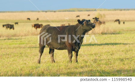 Cows at pasture. Green field background with animal eating grass. Static view. Cows at pasture. Green field background with animal eating grass. Static view. 115998540