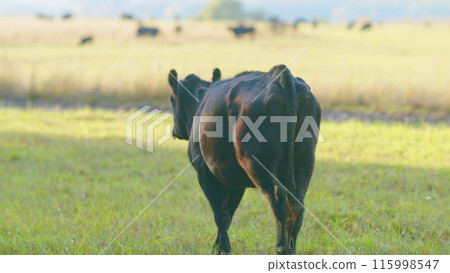Black angus cows standing in pasture. Black cow grazing on a summer pasture. Static view. Black angus cows standing in pasture. Black cow grazing on a summer pasture. Static view. 115998547