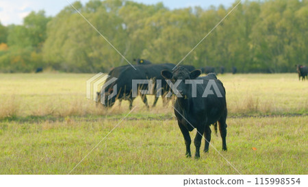 Cow in landscape. Cow grazing and eating grass. Agriculture concept. Static view. 115998554