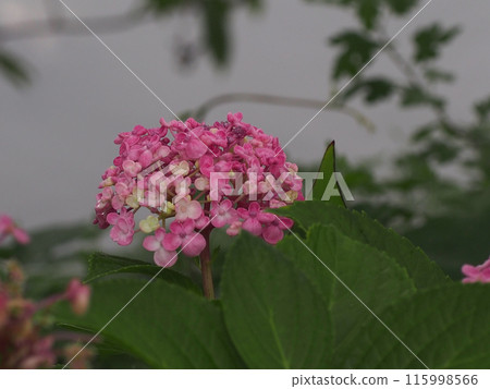 Pink Hydrangea macrophylla (a close-up of a pale red Hydrangea macrophylla) on a riverbank 115998566