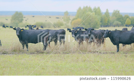 Black cows grazing on a green pasture. Black cow stands on a green meadow and eats grass. Static view. 115998626