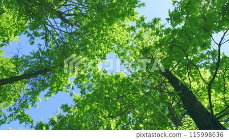 Deciduous Tree Branches In Warm Weather On A Sunny Day. Summer Mood In Forest With A View To Top To Sky. 115998636