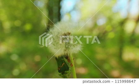 White Fluffy Dandelions. Bloomed Dandelion With Flying Seeds. White Fluffy Seeds, Natural Green Background. Natural Green Spring Background. White Fluffy Dandelions. Bloomed Dandelion With Flying Seeds. White Fluffy Seeds, Natural Green Background. Natural Green Spring Background. 115998647