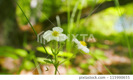 Strawberry flower with white petals and yellow center. Spring and blossoming, organic fruit concept. Unripe fruit growing in garden. Strawberry crop, bush with green berries and flowers. 115998655