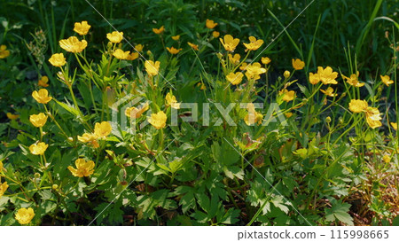 Buttercup blooming in a field. Yellow flowers in springtime buttercups. Medicinal herbs and health care. Buttercup blooming in a field. Yellow flowers in springtime buttercups. Medicinal herbs and health care. 115998665