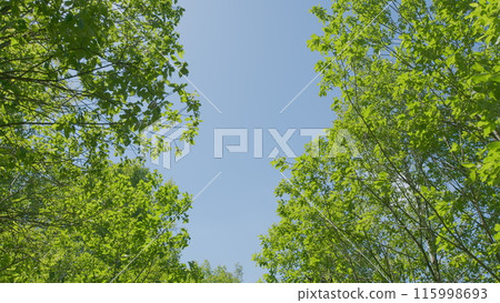 First Person View. Trees And Fields. Woods Wide Angle Handheld Pov Walking. Walk Through Forest. First Person View. Trees And Fields. Woods Wide Angle Handheld Pov Walking. Walk Through Forest. 115998693