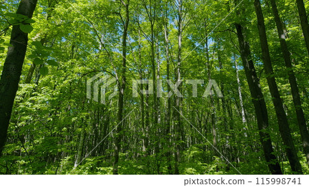 Branches Of Tree Is Beautiful Bright Green Leafs. Sun Light In Green Foliage Background. Concept Of Summer Nature And Sunny Sky. Branches Of Tree Is Beautiful Bright Green Leafs. Sun Light In Green Foliage Background. Concept Of Summer Nature And Sunny Sky. 115998741