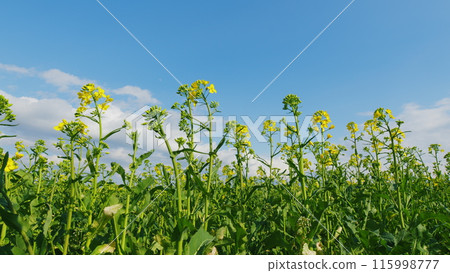 Rural Landscape In Spring Season. Field Of Yellow Rapeseed. Beautiful Scenic Landscape Of Blossoming Yellow Flowers Of Rapeseed On An Agricultural Field. Rural Landscape In Spring Season. Field Of Yellow Rapeseed. Beautiful Scenic Landscape Of Blossoming Yellow Flowers Of Rapeseed On An Agricultural Field. 115998777