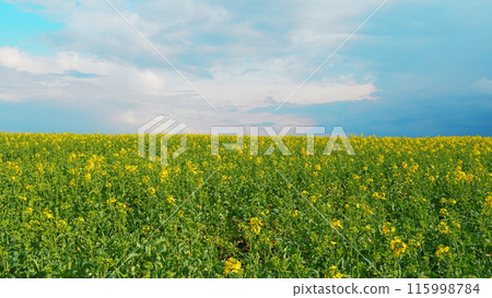 Yellow Flower Blossom Rapeseed Canola Agriculture Field. Blooming Rapeseed Field On A Spring Day. Cultivation Of Rapeseed For Agriculture. Yellow Flower Blossom Rapeseed Canola Agriculture Field. Blooming Rapeseed Field On A Spring Day. Cultivation Of Rapeseed For Agriculture. 115998784