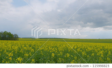 Yellow Flower Blossom Rapeseed Canola Agriculture Field. Blooming Canola Flowers. Flowering Bright Yellow Canola Field. Field With A Yellow Bloom. Yellow Flower Blossom Rapeseed Canola Agriculture Field. Blooming Canola Flowers. Flowering Bright Yellow Canola Field. Field With A Yellow Bloom. 115998823