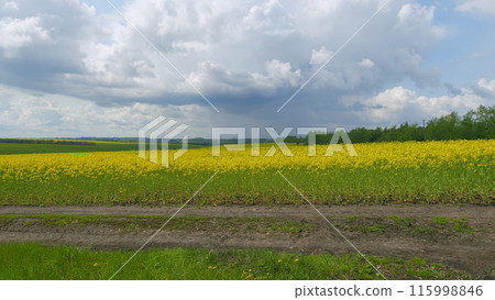 Yellow Blooming Canola Field. Big Agricultural Field Planted With Numerous Yellow Flowers Of Field Blossoming In Springtime. Yellow Blooming Canola Field. Big Agricultural Field Planted With Numerous Yellow Flowers Of Field Blossoming In Springtime. 115998846