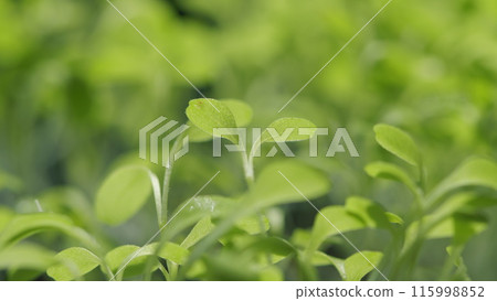 Young Light Sprouts. Field In Spring. Grow Food. Growing Organic Plants. Fertile Agricultural Land. Green Plant Background. Young Light Sprouts. Field In Spring. Grow Food. Growing Organic Plants. Fertile Agricultural Land. Green Plant Background. 115998852