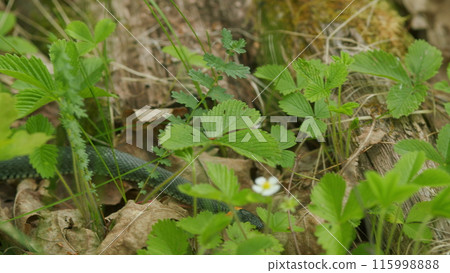 Grass Snake Natrix Natrix Snake Moving. Snake Or Natrix Hidden In Grass Sneaking Away. Resting In Warmth. Grass Snake Natrix Natrix Snake Moving. Snake Or Natrix Hidden In Grass Sneaking Away. Resting In Warmth. 115998888