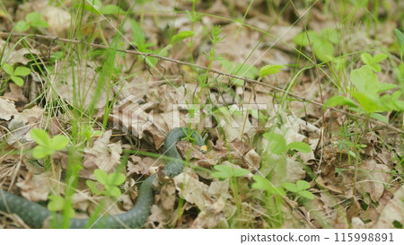 Grass Snake Resting In Warm Spring Sunshine. Grass Snake In Wild And Crawls In Vibrant Green Grass In Forest. 115998891