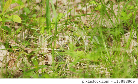 Grass Snake Resting In Warm Spring Sunshine. Grass Snake In Wild And Crawls In Vibrant Green Grass In Forest. 115998909