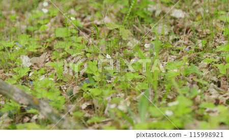 Grass Snake Sticks Out Its Tongue And Crawled Through Fresh Green Summer Grass. Snake On Grass Or Natrix Natrix. 115998921