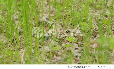 Grass Snake In Green Leaves. Moving Snake. Adder Head Raising In Forest Early Spring Forest. 115998929