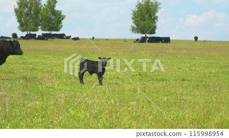 Black Angus Cows In A Grassy Field On A Bright And Sunny Day. Cows On Green Meadow. Cows Grazing On A Green Summer Meadow. 115998954
