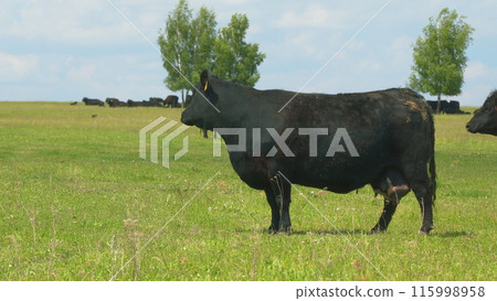 Black Cow Walking And Eating Grass On Green Meadow. Cow Black Angus Grazing On Pasture In Spring Day. 115998958
