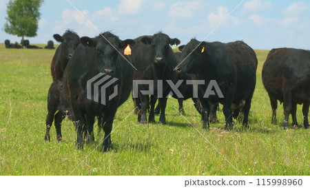 Cows On Summer Day Pasture. Black Angus Grazing On Pasture. Field Of Cows Grazing At Day. Farming Business. Cows On Summer Day Pasture. Black Angus Grazing On Pasture. Field Of Cows Grazing At Day. Farming Business. 115998960