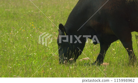 Black Angus In Summer Green Grassy Meadow. Cows On A Green Field. Peaceful And Sunny Landscape. Animal Grazing In Pasture. Black Angus In Summer Green Grassy Meadow. Cows On A Green Field. Peaceful And Sunny Landscape. Animal Grazing In Pasture. 115998962