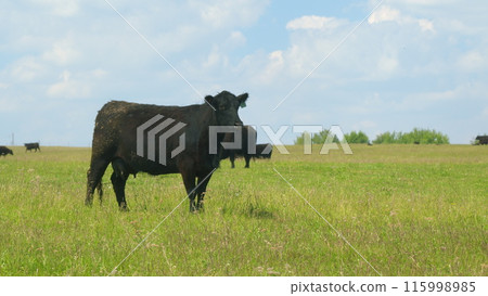 Black Angus Cows In A Grassy Field On A Bright And Sunny Day. Cows On Green Meadow. Cows Grazing On A Green Summer Meadow. 115998985