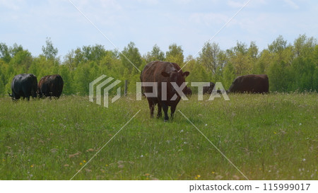 Cows Grazing In Pasture Under Big Blue Sky. Group Of Black Angus Cows Grazing In Pasture. Cows On Green Meadow. 115999017