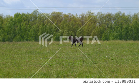 Cows On Summer Day Pasture. Black Angus Grazing On Pasture. Field Of Cows Grazing At Day. Farming Business. 115999031