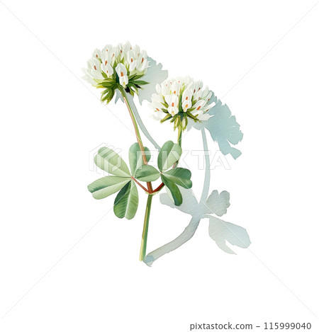 Watercolor illustration of white clover on white background 115999040