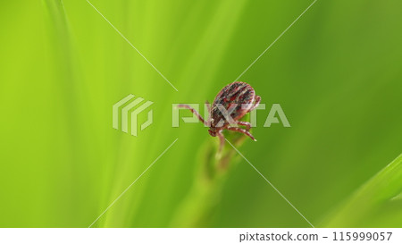 Tick Crawling A Blade Of Grass. Parasite Potentially Carrying Dangerous Diseases. Dangerous Encephalitis Parasite Tick In Wild. Tick Crawling A Blade Of Grass. Parasite Potentially Carrying Dangerous Diseases. Dangerous Encephalitis Parasite Tick In Wild. 115999057