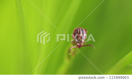 Ixodid Tick Crawls On A Green Leaf Or Blade Of Grass. Infectious Disease Carrier. Terrible Blood Sucking Crawling Bug. 115999063