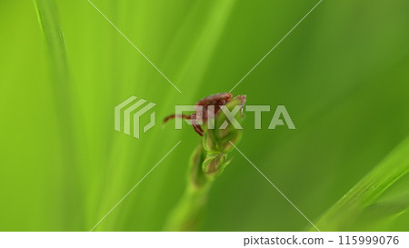 Infectious Parasitic Insect Ixodid Ticks On A Green Background. Encephalitis Tick Creeps On Leaf Of Plant In Forest. Mite. 115999076