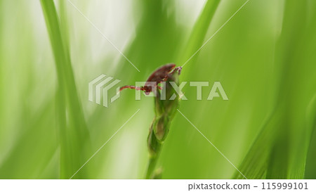 Tick Or Ixodes Ricinus Waiting For Its Victim On A Grass Blade. Infectious Parasitic Insect Ixodid Tick Or Mite Crawls. Tick Or Ixodes Ricinus Waiting For Its Victim On A Grass Blade. Infectious Parasitic Insect Ixodid Tick Or Mite Crawls. 115999101