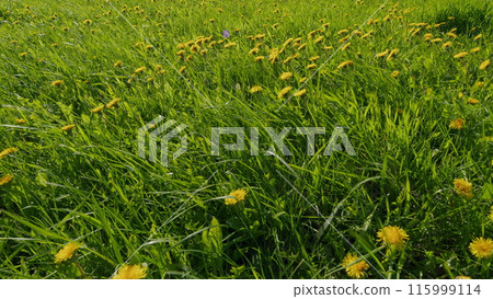 Wild Flowers. Yellow Dandelions In Green Grass. Ecology And Ecosystem And Botany. Rays Of Morning Sun. 115999114