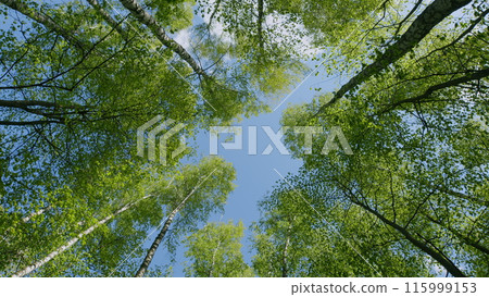 Crowns Of Deciduous Forest Trees With Bright Afternoon Sun And Rays. View From Bottom To Top. National Park. 115999153