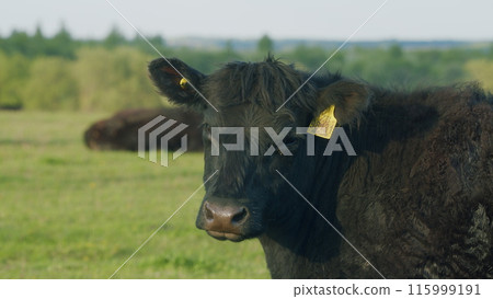 Herd Of Black Angus Cows Grazing In Meadow. Cows On A Summer Pasture. Cows On Field. Long Pasture. 115999191