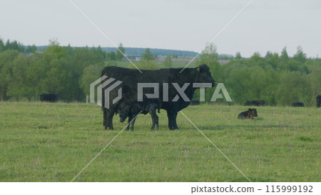 Herd Or Black Angus Cows. Black Angus Calf Suckling From Mother At Free Range Farm. Cow Feeding Her Calf In The Beautiful Countryside. 115999192
